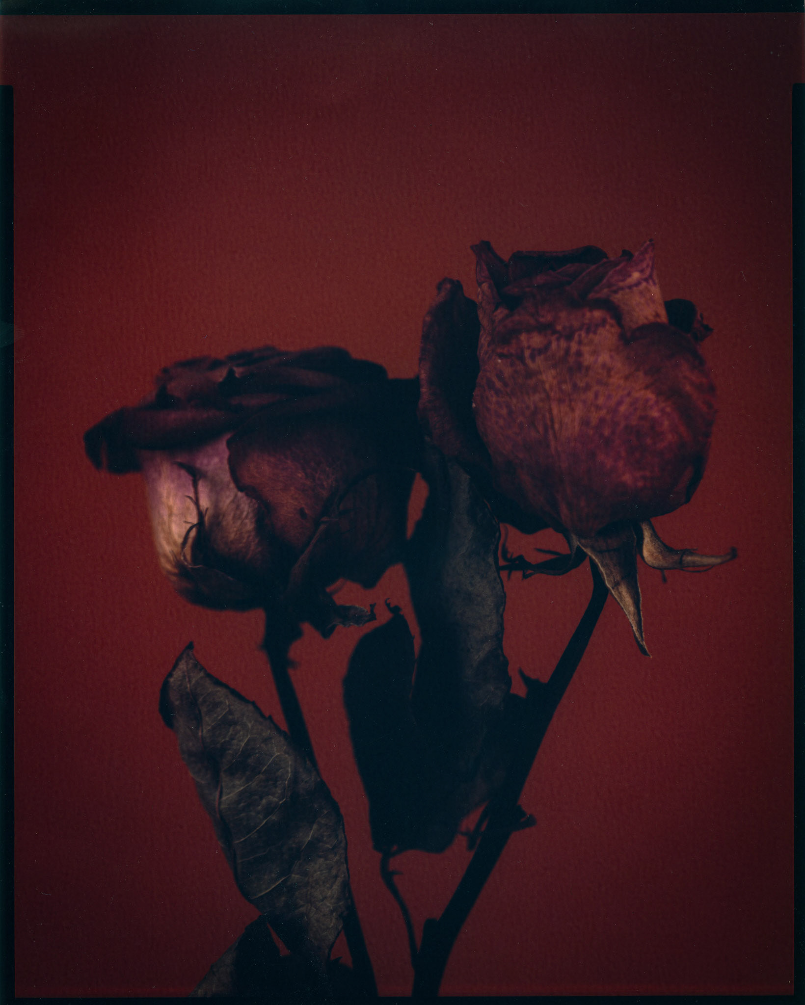 chromogenic